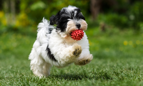 Wicker Park's puppy park features everything a pooch and his or her owner could want.